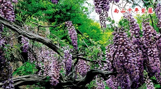 【龍口新聞】南山千年紫藤花開半山 5月中旬賞花正當時——龍口網