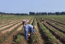 鄉村振興！龍口打造生態“新田園” ！產業興、生態好、農民富！——龍口網