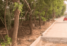 龍口：改造綠地，打造帶狀公園——龍口網