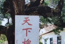 龍口全城尋找古樹名木！誰知道？趕快撥打這個(gè)電話——龍口網(wǎng)