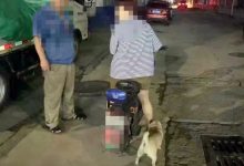 集中整治！龍口這些人因不文明養犬行為被處罰~——龍口網